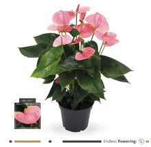 FLORASELF® Anthurium Andreanum potmaat Ø 17 cm