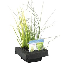 Plantenschaal met diverse waterplanten voor de tuinvijver
