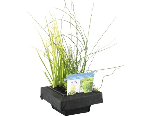 Plantenschaal met diverse waterplanten voor de tuinvijver