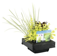 Plantenarrangement voor de vijver met drijfring