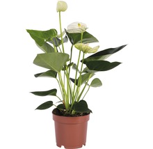 FLORASELF Flamingoplant Anthurium andreanum potmaat Ø 12 cm H 35-40 cm