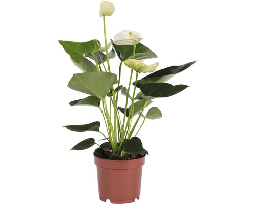 Anthurium in pot met witte bloemen