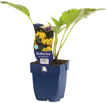 Rudbeckia Herfstzon plant in pot