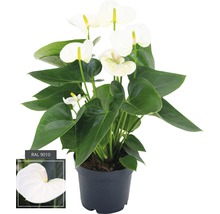 FLORASELF Flamingoplant Anthurium andreanum potmaat Ø 12 cm H 35-40 cm