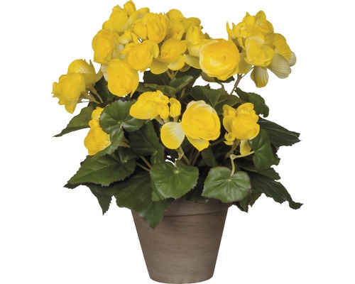 Kunstbloem Begonia, hoogte 30 cm, Ø 25 cm, geel