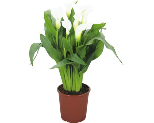 FLORASELF Aronskelk Zantedeschia rehmanii 'Crystal Blush' potmaat Ø 13 cm H 40-45 cm