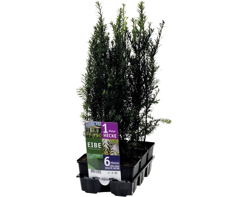 FLORASELF Venijnboom taxus baccata 6st FLORASELF Venijnboom taxus baccata 6st