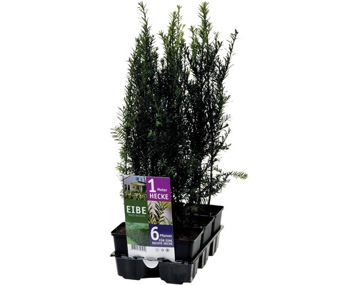 FLORASELF Venijnboom taxus baccata 6st