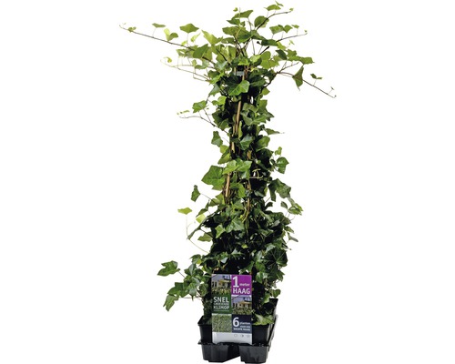 FLORASELF Klimop Hedera hibernica 6st FLORASELF Klimop Hedera hibernica 6st