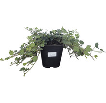 Klimop ''Duckfoot'' in een pot