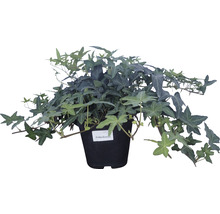 Klimop in pot