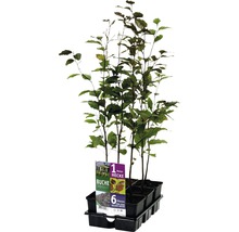 Zes beukenhaagplanten in een zwarte kunststof verpakking.