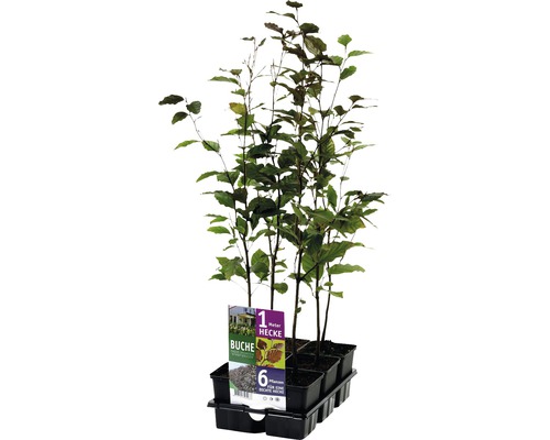 Zes beukenhaagplanten in een zwarte kunststof verpakking.