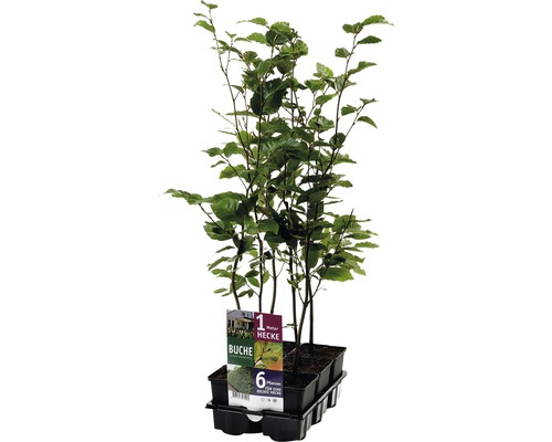 Zes beukenhaagplanten in een zwarte kweekbak.