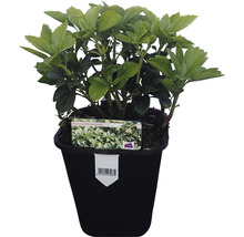 Pachysandra terminalis bodembedekker in pot