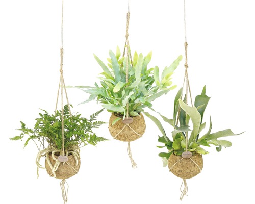 FLORASELF Kokodama Hanger Varen Mix potmaat Ø 17 cm H 20-30 cm FLORASELF Kokodama Hanger Varen Mix potmaat Ø 17 cm H 20-30 cm