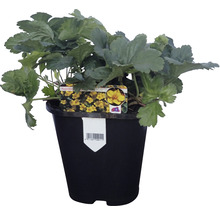 Bloeddruppel in een zwarte plantenbak