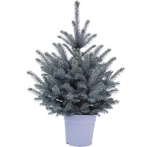 FLORASELF Kerstboom in pot Picea Pungens Baby Blue H 80-100 cm Ø 6 liter