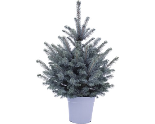 FLORASELF Kerstboom in pot Picea Pungens Baby Blue H 80-100 cm Ø 6 liter