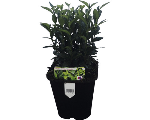 FLORASELF Japanse Kardinaalsmuts Euonymus japonicus 'Green Spire' potmaat Ø 13 cm H 5-15 cm FLORASELF Japanse Kardinaalsmuts Euonymus japonicus 'Green Spire' potmaat Ø 13 cm H 5-15 cm