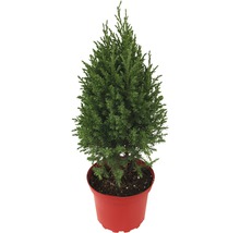 Cipres in pot