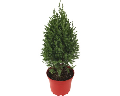 Juniperus Juniperus chinensis 'Stricta' potmaat Ø 17 cm H 20-40 cm
