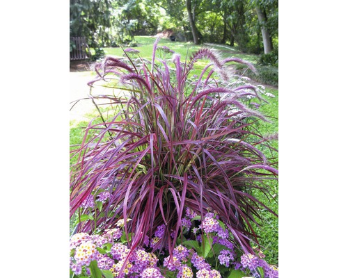 FLORASELF Lampenpoetsersgras Pennisetum x advena 'Fireworks' potmaat Ø 14 cm H 10-40 cm