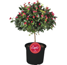 Rozenboompje met rode bloemen in pot