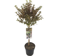 Ilex crenata ''Golden Gem'' in pot