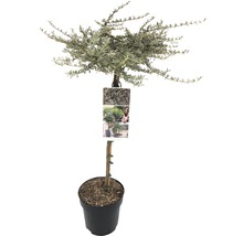 FLORASELF® Spiegelplant op stam Coprosma Kirkii Variegata
