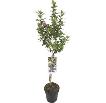 Japanse kardinaalsmuts plant in pot