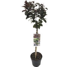 Sierappelboom in pot