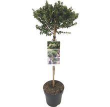 Laurierboom op stam in pot