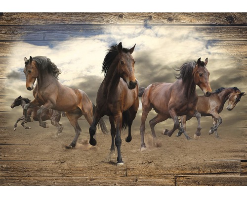 Fotobehang papier Paarden 254x184 cm