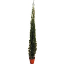 Slanke, groene cipres in pot