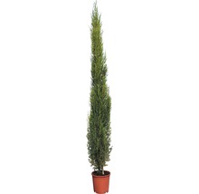 Italiaanse cypres in pot