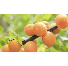 FLORASELF® Abrikozenboom Prunus armeniaca 'Orange Beauty' potmaat Ø17 cm