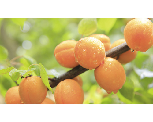 FLORASELF® Abrikozenboom Prunus armeniaca 'Orange Beauty' potmaat Ø17 cm