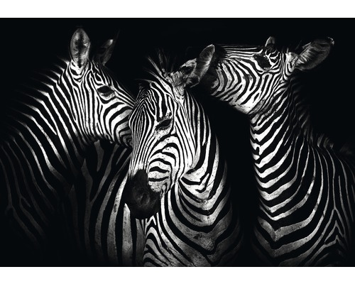 Fotobehang papier Zebra 254x184 cm