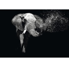 Een olifant spuit water in een contrastrijke afbeelding.
