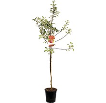 Appelboom in pot met label