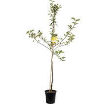 Appelboom in pot