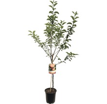 Appelboom in pot met etiket