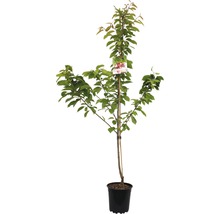 Kersenboom in pot