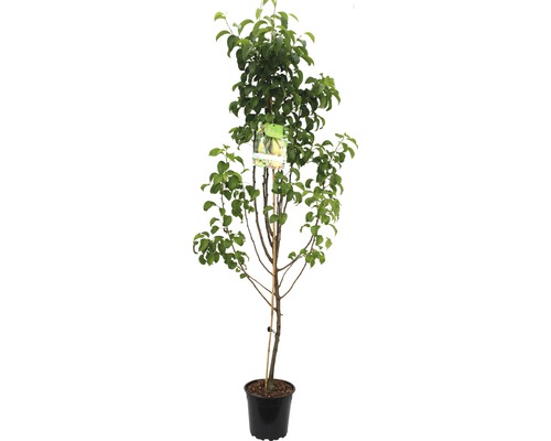 Perenboom in pot met steunpaal en variëteitenlabel