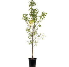 Perenboom in pot