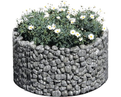 Gabionen bloembak met madeliefjes