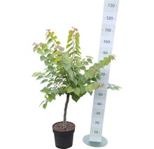 Judasboom in pot met meetschaal voor maatweergave