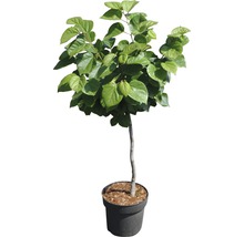 Sierboom met groene bladeren in pot