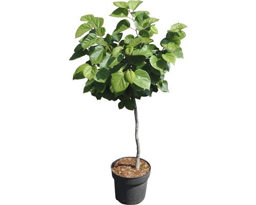 FLORASELF Chinese judasboom Cercis chinensis "Don Egolf" potmaat Ø 23,0 cm H 70-80 cm FLORASELF Chinese judasboom Cercis chinensis "Don Egolf" potmaat Ø 23,0 cm H 70-80 cm